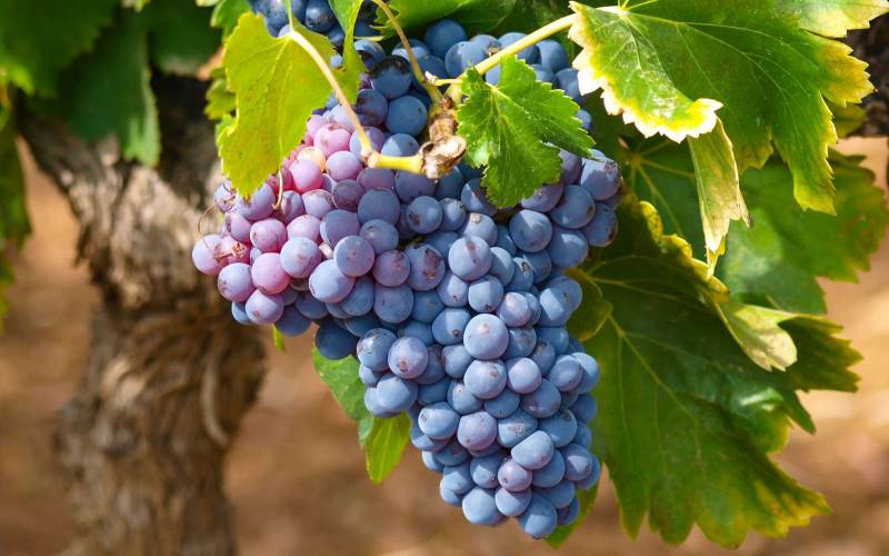 Vente raisin Muscat primeur Bordeaux