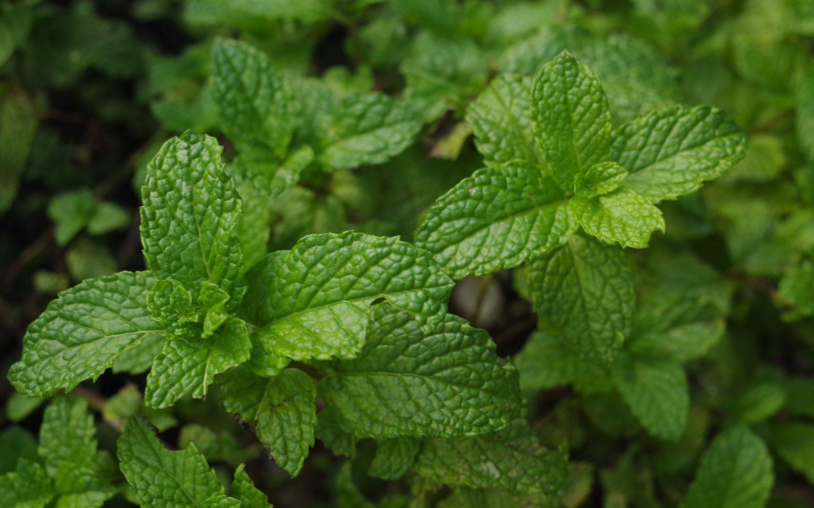 Commander une planche apéritif avec légumes découpés Mérignac