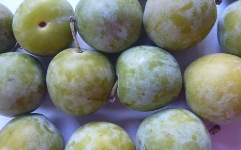 Vente Reine Claude primeur Bordeaux