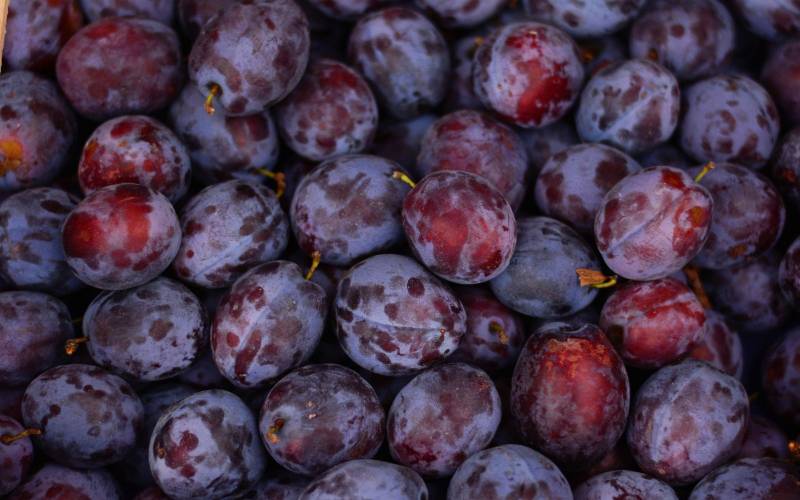 Vente prunes d'Ente primeur Bordeaux