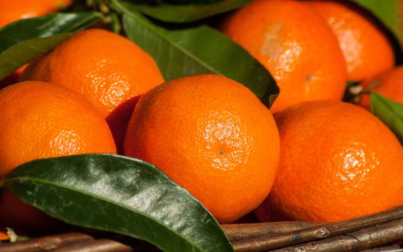 Vente de clémentines Bordeaux