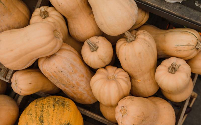 Butternut primeur Bordeaux