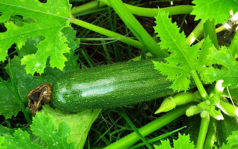 Courgette pour votre panier de fruits et légumes Bordeaux