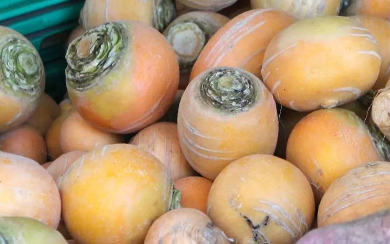 Navet boule d'or primeur Bordeaux