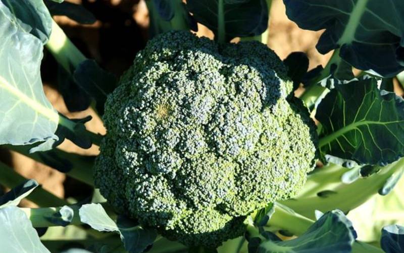 Brocolis pour vos paniers de légumes Bordeaux