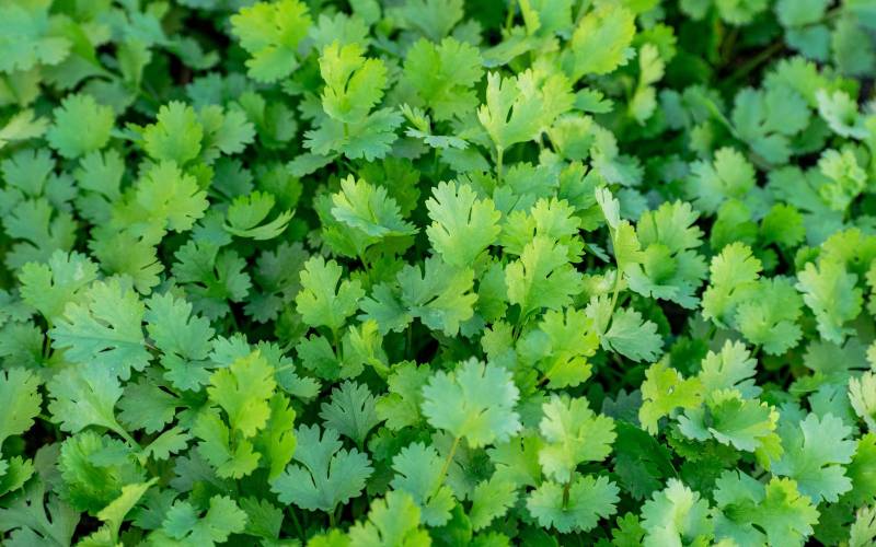 Vente coriandre primeur Bordeaux