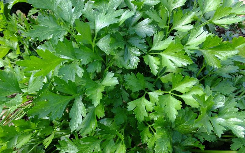 Vente persil primeur Bordeaux