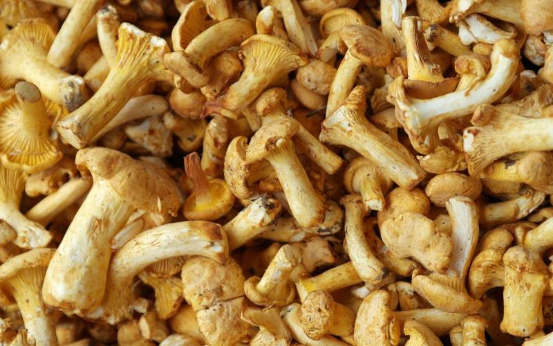 Girolle Bordeaux Fondaudège