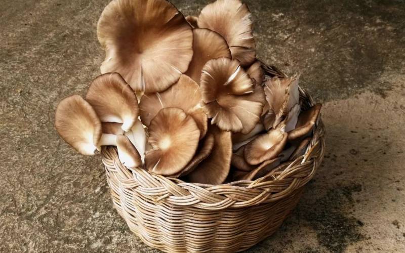 Pleurote en vente Bordeaux