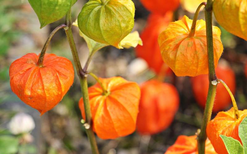Physalis pour votre panier de fruits et légumes frais Bordeaux
