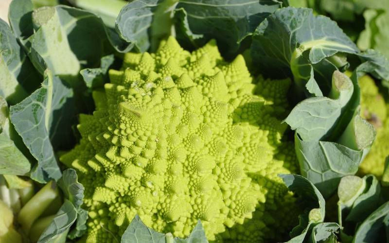Chou Romanesco local Bordeaux