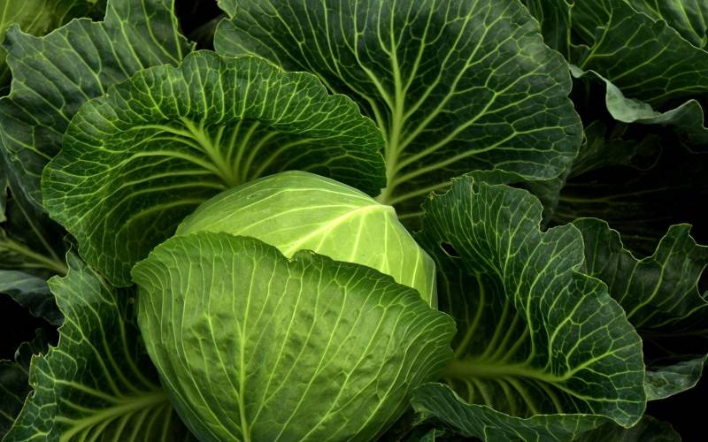 Chou vert local Bordeaux