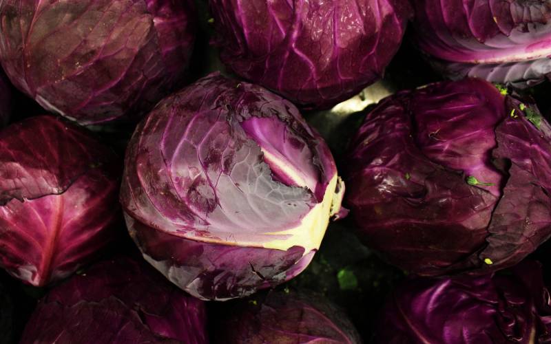 Chou rouge local Bordeaux