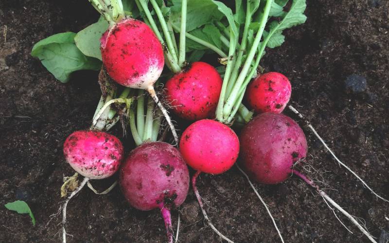 Radis, légume en vente à Bordeaux Fondaudège