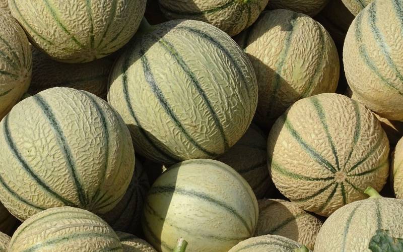 Melon charentais pour panier de fruits et légumes Bordeaux