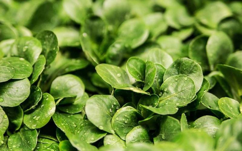 Mâche primeur Bordeaux