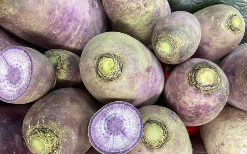 Vente Radis blue meat pour panier légumes Bordeaux