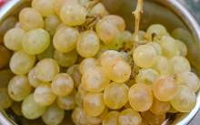 Notre zone d'activité pour ce service Primeur avec commande en ligne